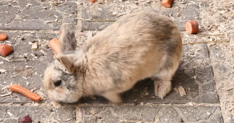 The Life of a Rusty Rabbit: Running Free in a Well-Equipped Enclosure Vídeos de archivo 240457948
