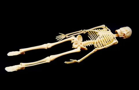 Life-Size Human Skeleton Model on Black Background Foto stock