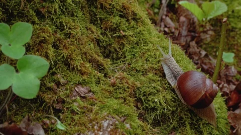 Life of snail in the forest Stock Footage 90087065
