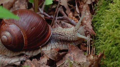 Life of snails, realtime close up Stock Footage 90087004