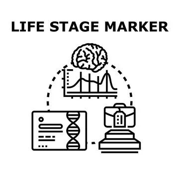 Life stage marker studying human brain development and career Stock Illustration