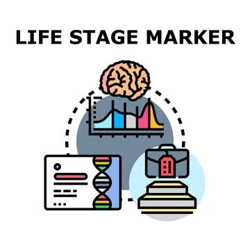 Life stage marker studying human brain development and career Stock Illustration