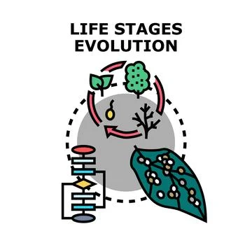 Life stages evolution and development process icon concept Stock Illustration