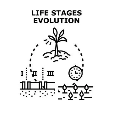 Life stages evolution displaying growth and development Stock-Illustration