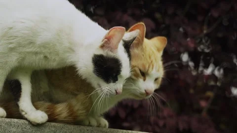 Life of a stray cat couple part 6 Stock Footage 332728343