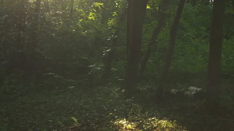 The life of summer forest Stock Footage 67500478
