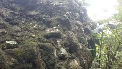 Life on the surface of the Rock Stock Footage 329242178