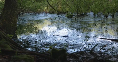 Life in the Swamp Stock Footage 201577194