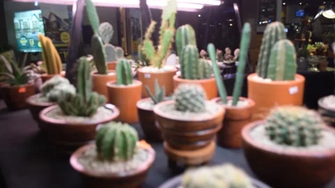 Life in Technicolor for Cactus! Video stock 196704702