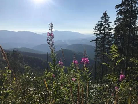 Life at the top of the mountains Stock Photos