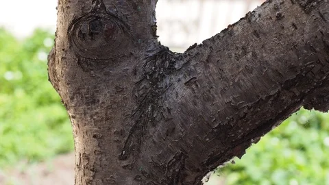 Life on a tree bark Stock Footage 93116720