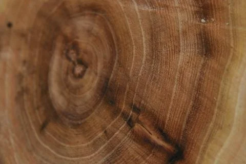 Life Of A Tree Stock Photos