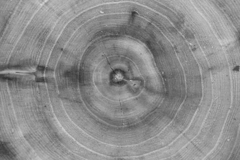 Life Of A Tree Stock Photos