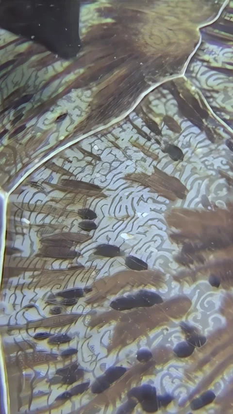 Life on a Turtle Shell at Sipadan Island, Indonesia Stock Footage 328906688