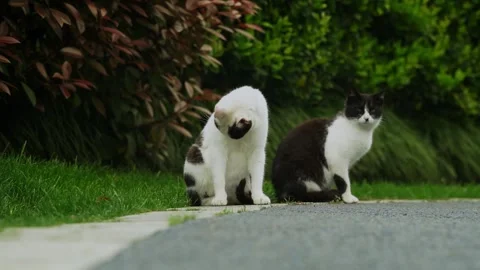Life of two stray cats Stock Footage 332728406