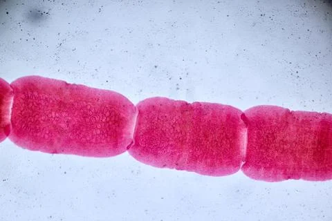 Life under a microscope Stock Photos