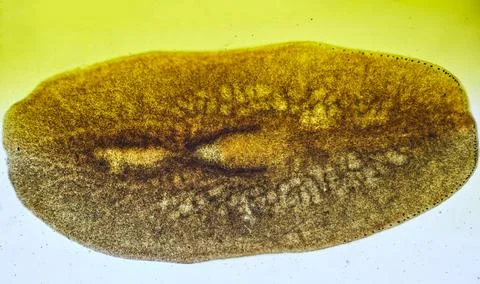 Life under a microscope Stock Photos