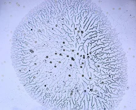 Life under a microscope Stock Photos