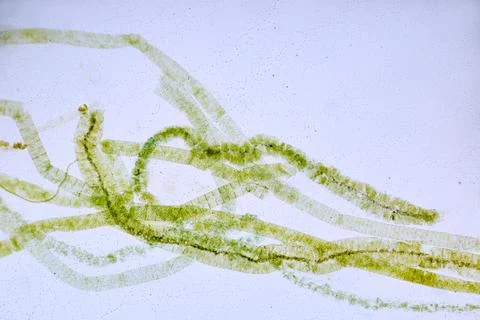Life under a microscope Stock Photos