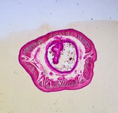 Life under a microscope 스톡 사진