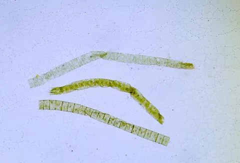 Life under a microscope Stock Photos