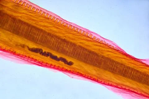 Life under a microscope Stock Photos