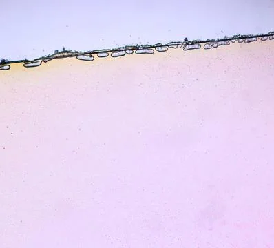 Life under a microscope Stock Photos