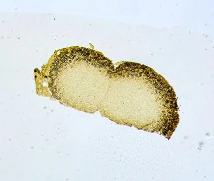 Life under a microscope 스톡 사진