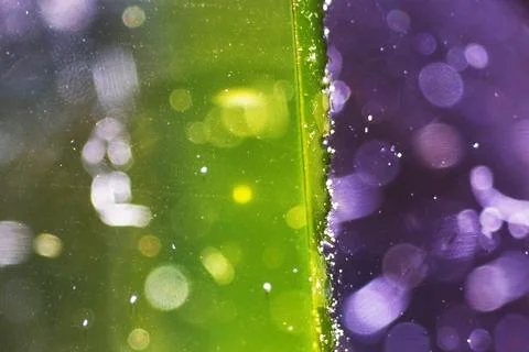 Life under a microscope Stock Photos
