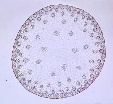 Life under a microscope 写真素材