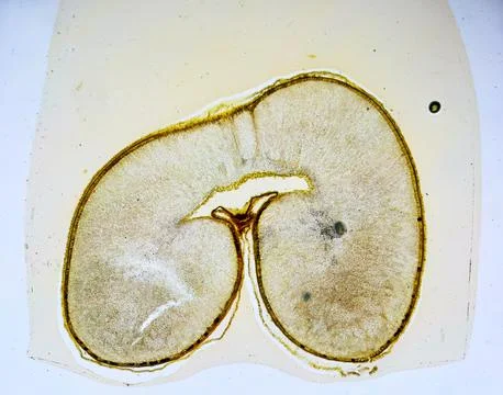 Life under a microscope 스톡 사진