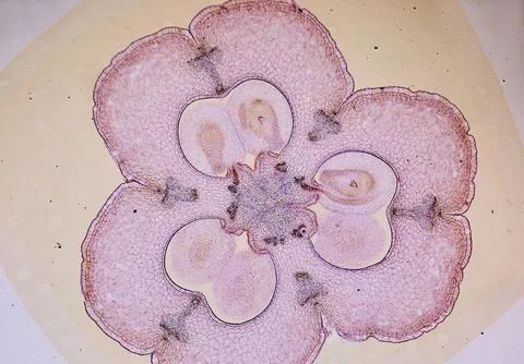 Life under a microscope Stock Photos