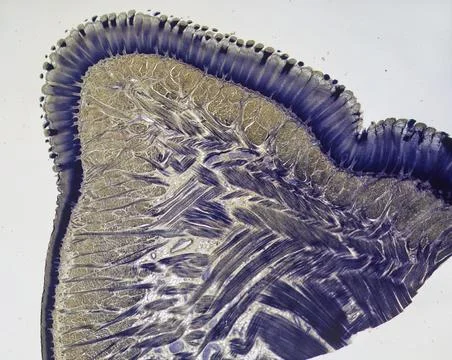 Life under a microscope Stock Photos