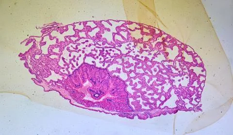 Life under a microscope Stock-Fotos