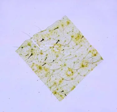 Life under a microscope Stock Photos