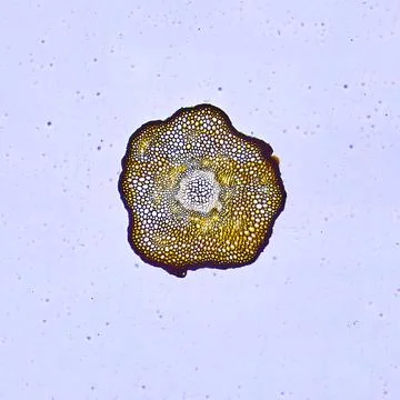 Life under a microscope 写真素材