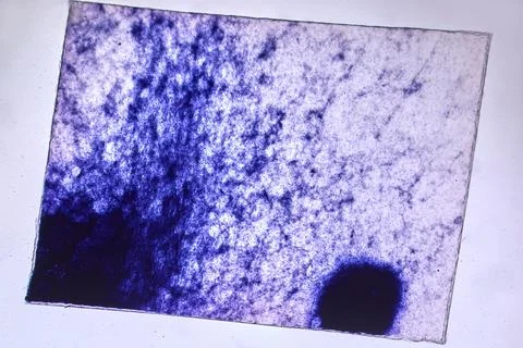 Life under a microscope Stock Photos