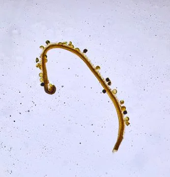 Life under a microscope Stock Photos