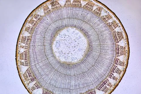 Life under a microscope Foto stock