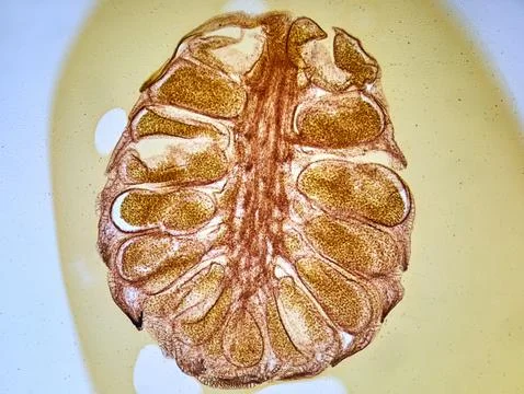 Life under a microscope Stock Photos