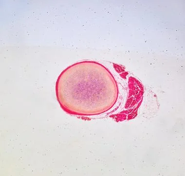 Life under a microscope Stock Photos