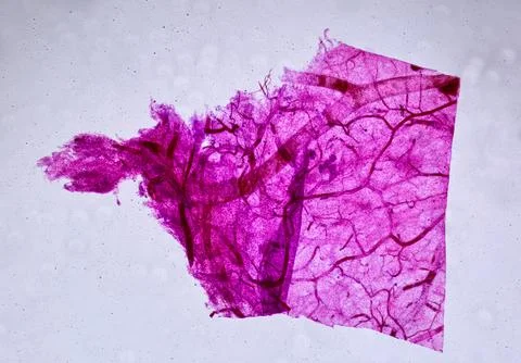 Life under a microscope Stock Photos