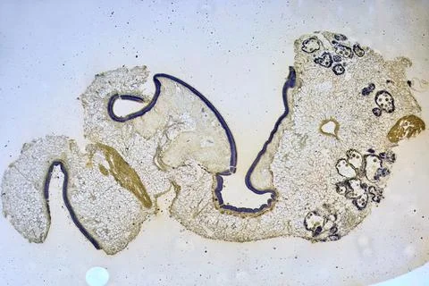 Life under a microscope Foto stock