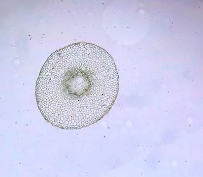 Life under a microscope Stock Photos