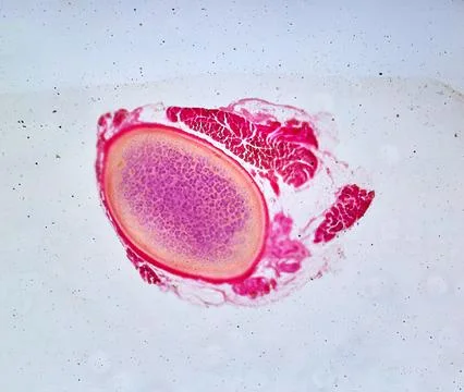 Life under a microscope Stock Photos