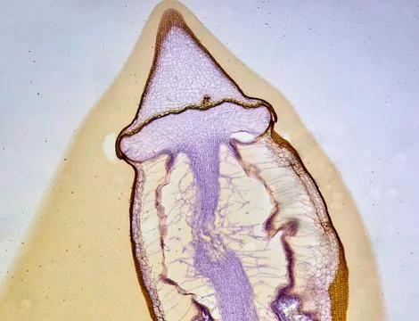 Life under a microscope 스톡 사진