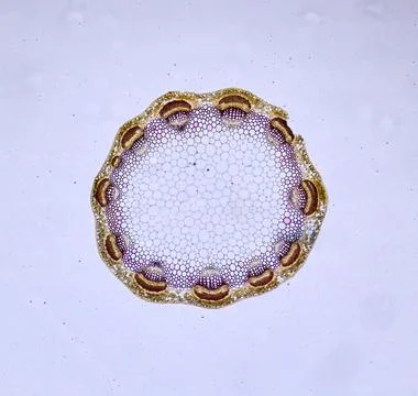 Life under a microscope Stock Photos
