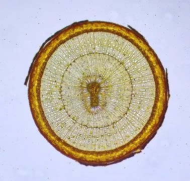 Life under a microscope Stock Photos