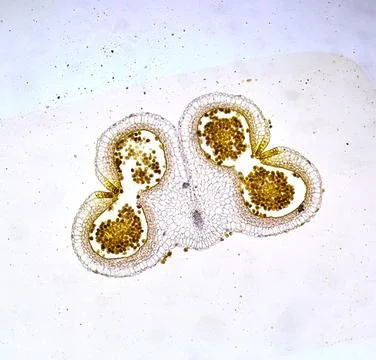 Life under a microscope 스톡 사진