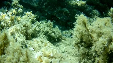 Life under the sea accelerated Stock Footage 86362803